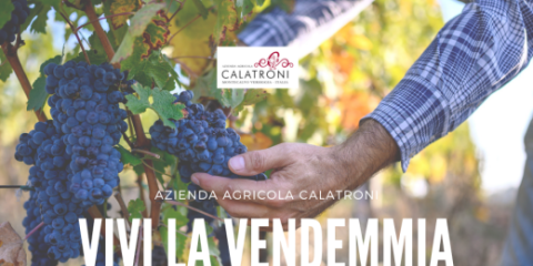Live the grape harvest experience!